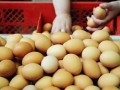 蛋仔最新爆料载具多少钱,神秘载具价格揭晓，心动不已！